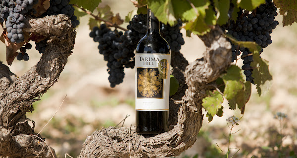 Alicante Enoturismo y Catas de Vino